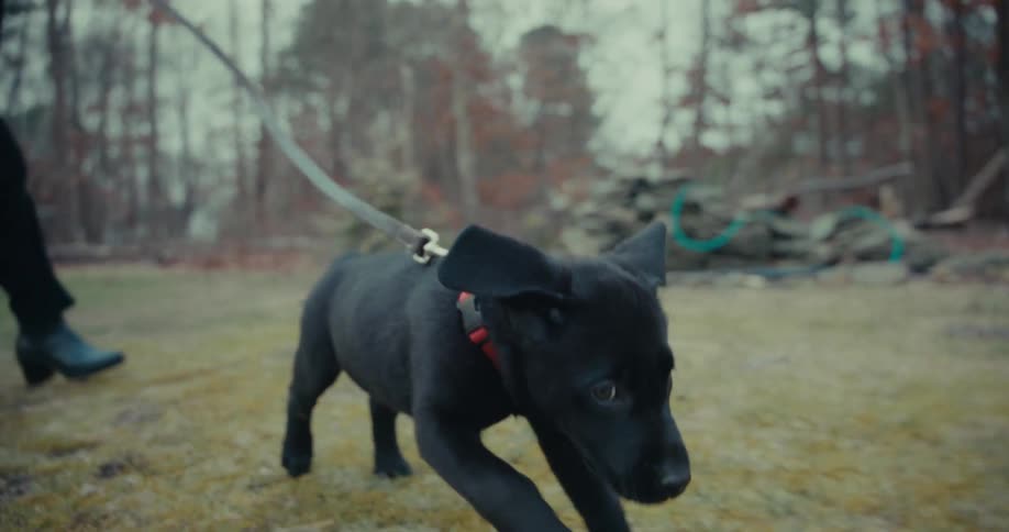 A black puppy on a leash in a treelined park runs toward the camera