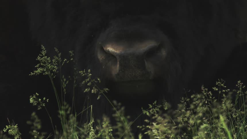 A bison eating