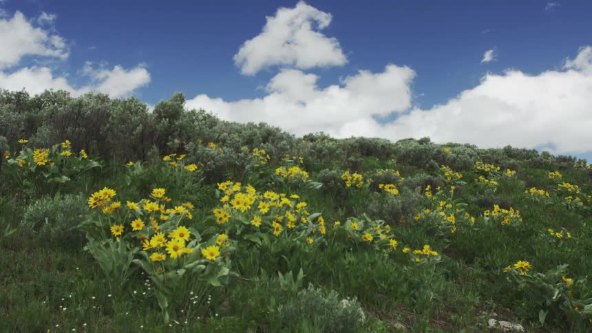 Yellow daisies blooming on a hillside under white clouds and blue skies