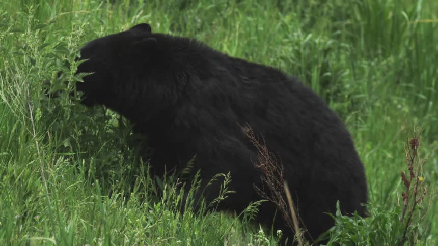 Black bear eating grass on field on a windy day