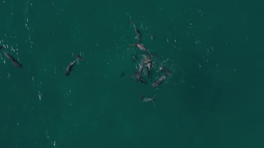 Aerial of a pod of dolphins frolicking in the middle of the ocean