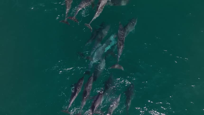 Group of dolphins swimming together in the ocean
