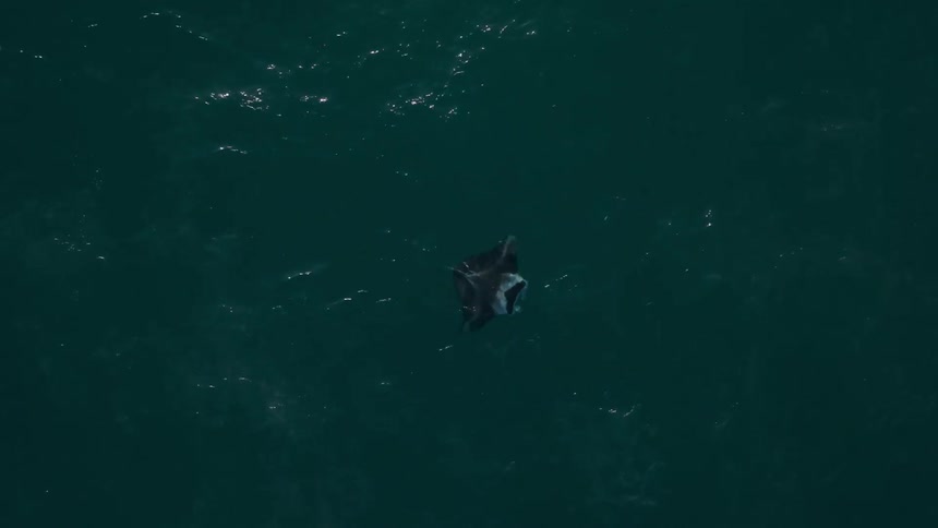 Aerial panorama of a manta ray in the blue sea