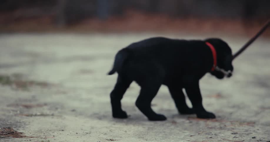 A puppy is pulling away on its leash while walking outdoors