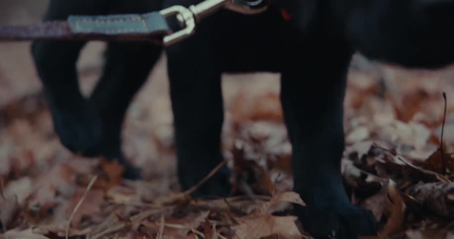 Puppy is walking on leaves that have fallen onto the ground