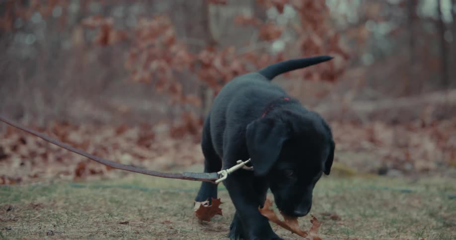 Dog is playing with leaves that have fallen on the ground