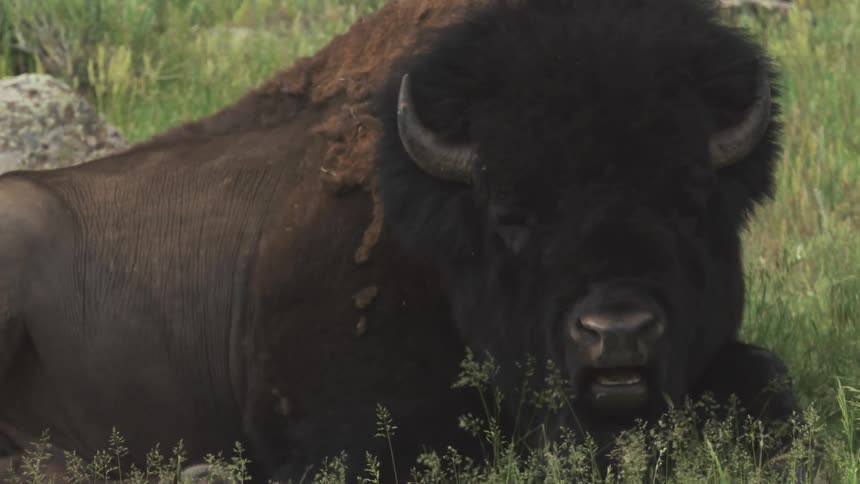 Buffalo lying in a jungle field and chewing a leaf