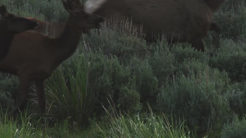An elk calf gets spooked and runs with the herd