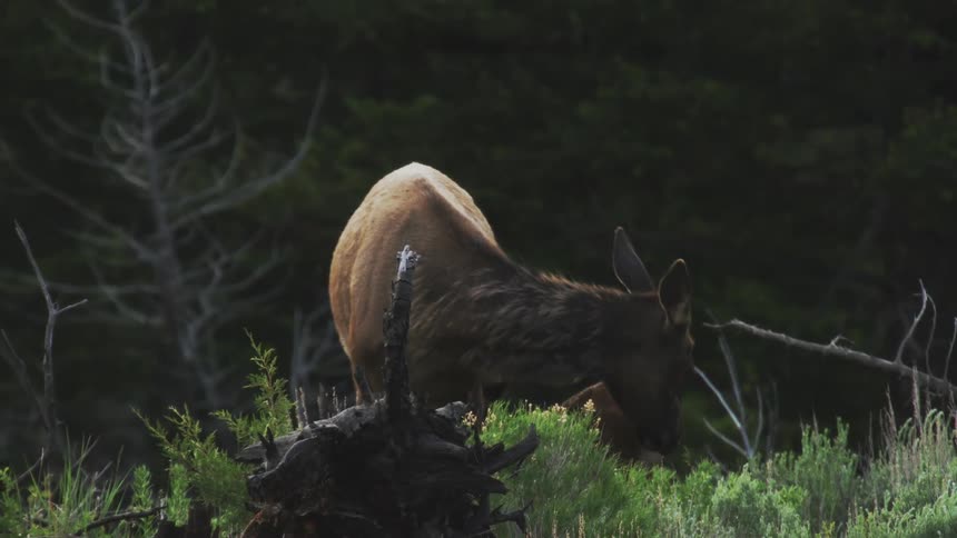 An elk and her calf in a forest clearing