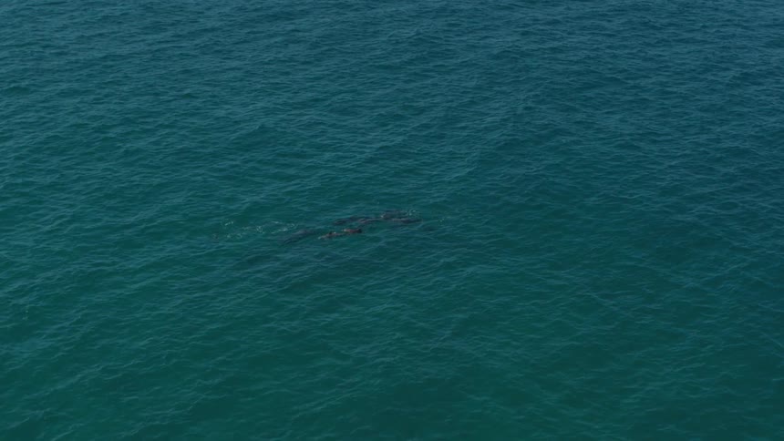 Sea dolphins are swimming towards the ocean surface