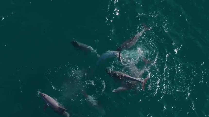 Dolphins swim together in an ocean