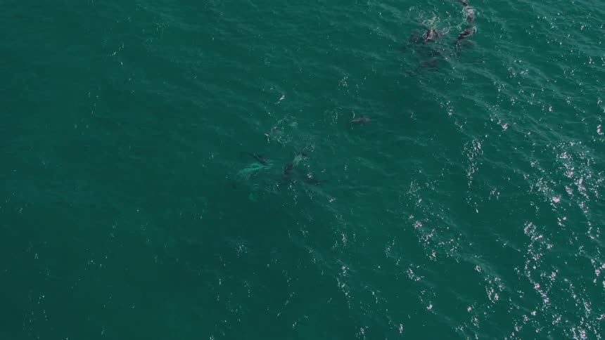 Dolphins swim under the water