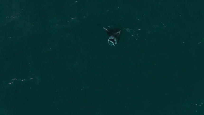 Downwards angle of a manta ray swimming in the ocean