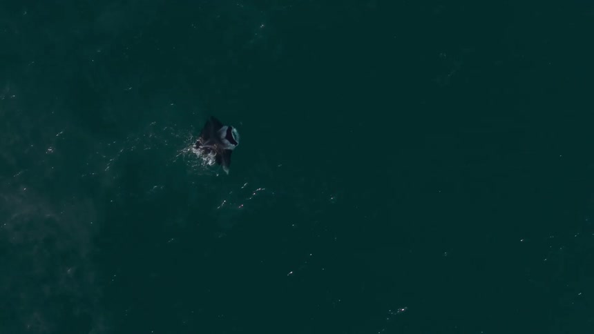 Aerial panorama of a manta ray swimming through the blue sea