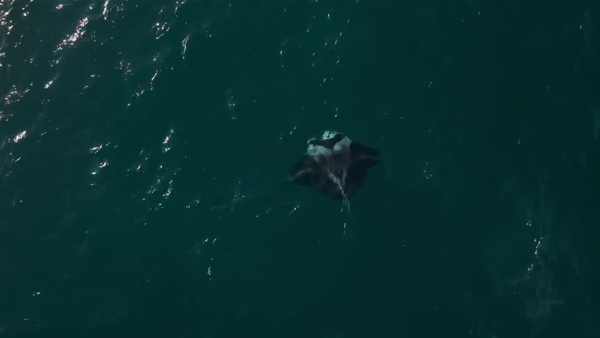 Top view of a manta ray swimming through the sea