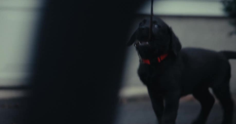 Owner pulling his dog who bites the collar and ends up pulling in another direction
