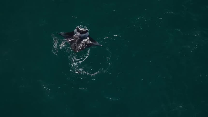 A manta ray swims in the ocean