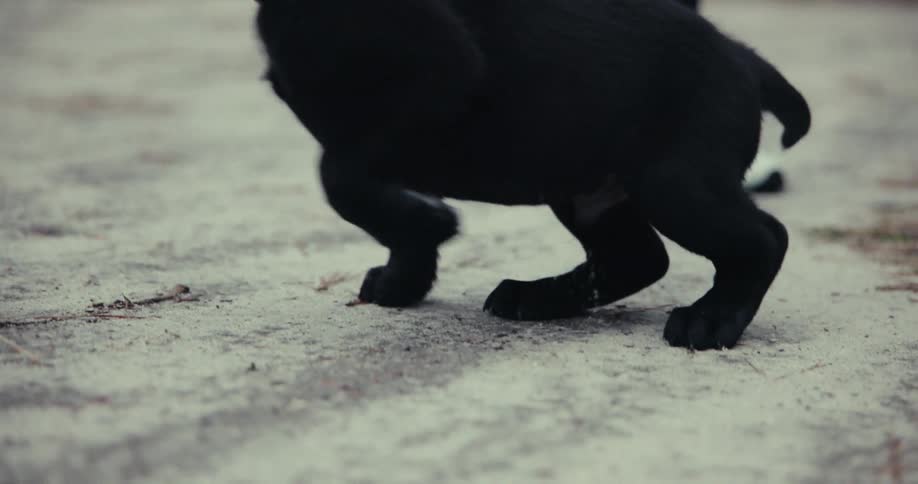 A person has their puppy on a leash