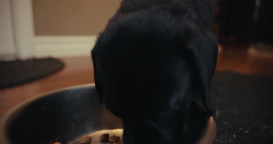 Dog is eating their food from a bowl on the carpet