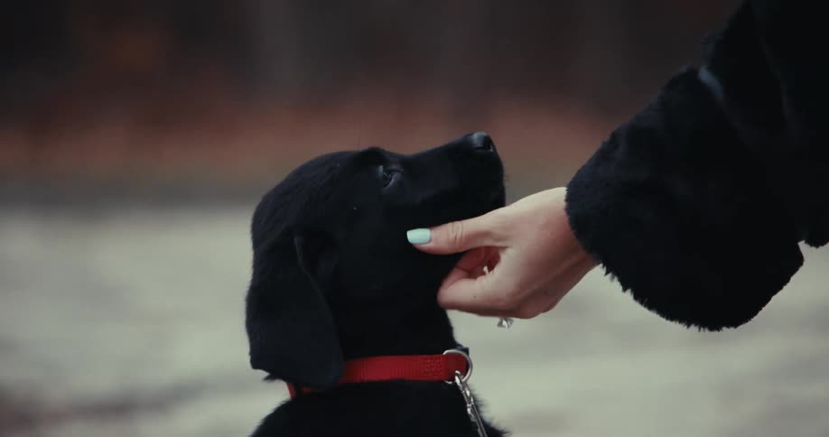 A womans hand caressing the face of a blackcoated dog
