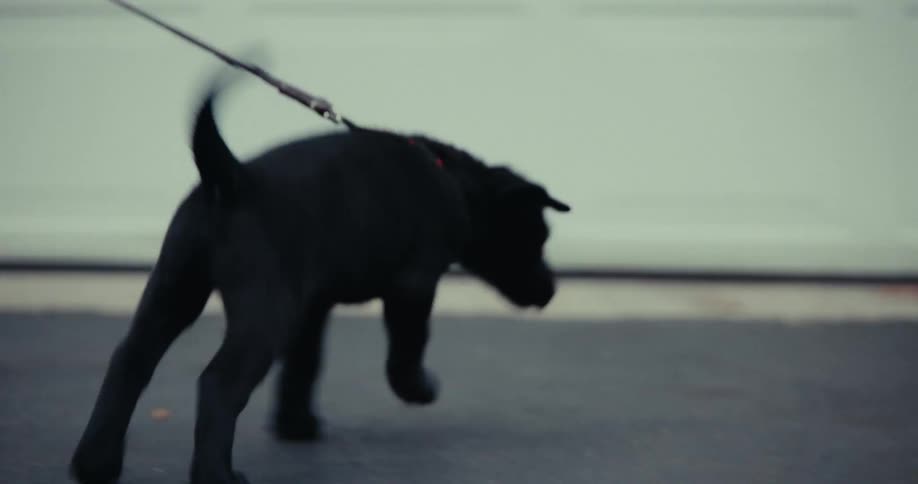 Dog is on a leash and running around outdoors