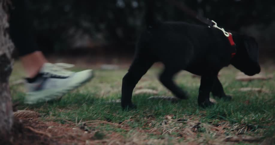 Blackcoated puppy dog walking on a lawn with the aid of a collar by its owner