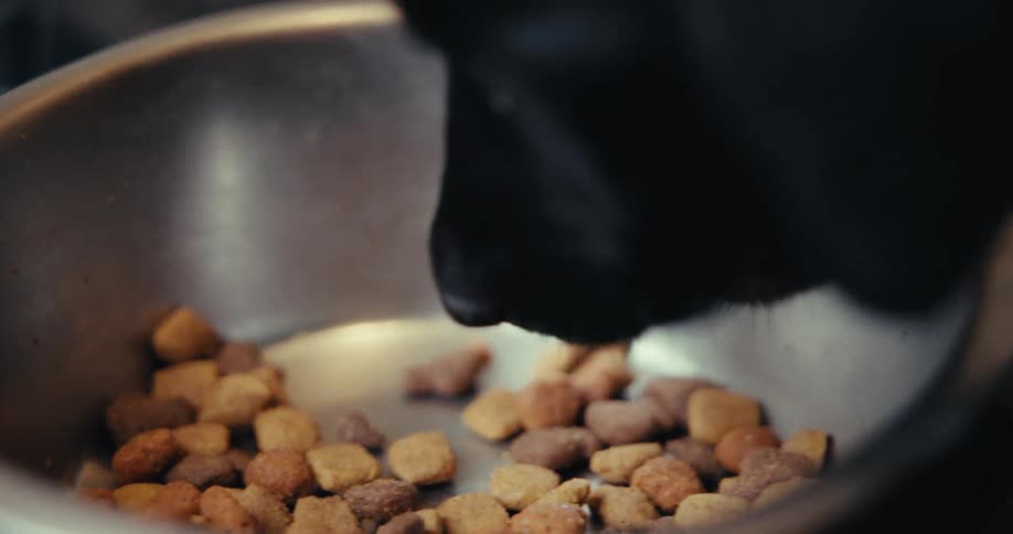 A puppy eats food from a bowl