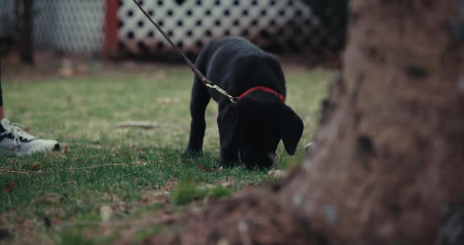 Small puppy with black fur smelling the grass in a garden with a collar being held by its owner