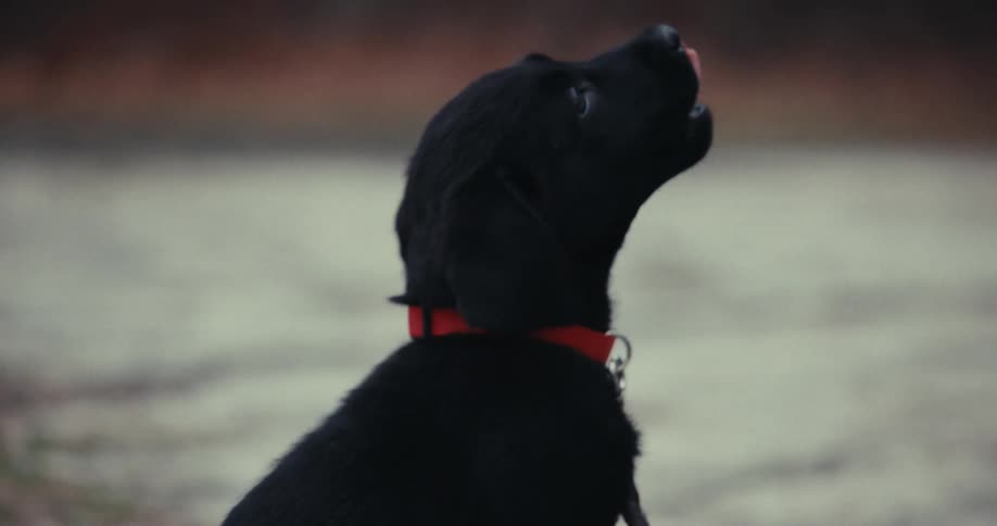 A puppy pulls at its leash