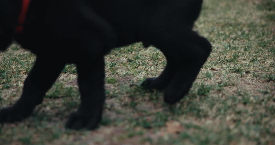 Small black dog playing in the grass in a backyard