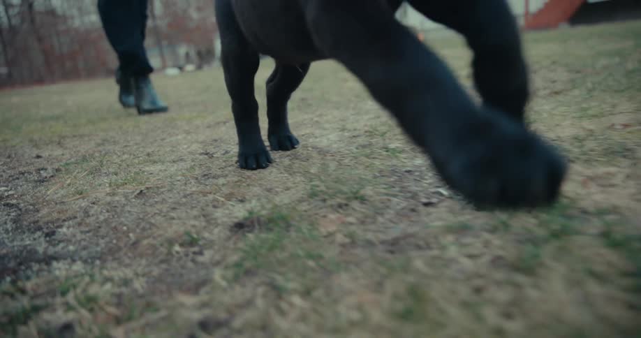 Paws of a puppy running through the yard with the owners legs behind