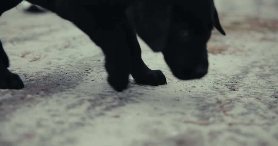 A person walks their puppy outdoors