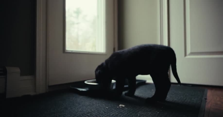 Blackcoated dog indoors eating from a bowl