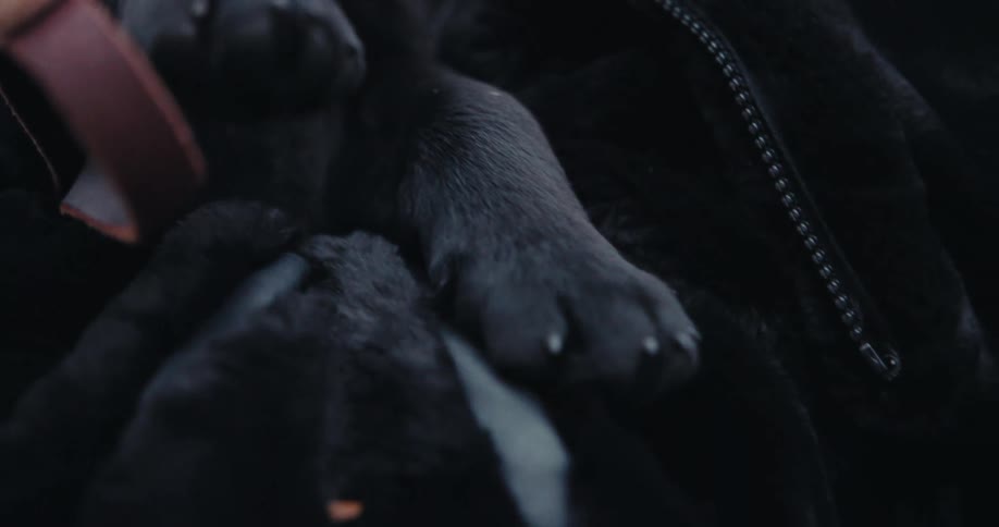 A dog is moving their paws next to a leash
