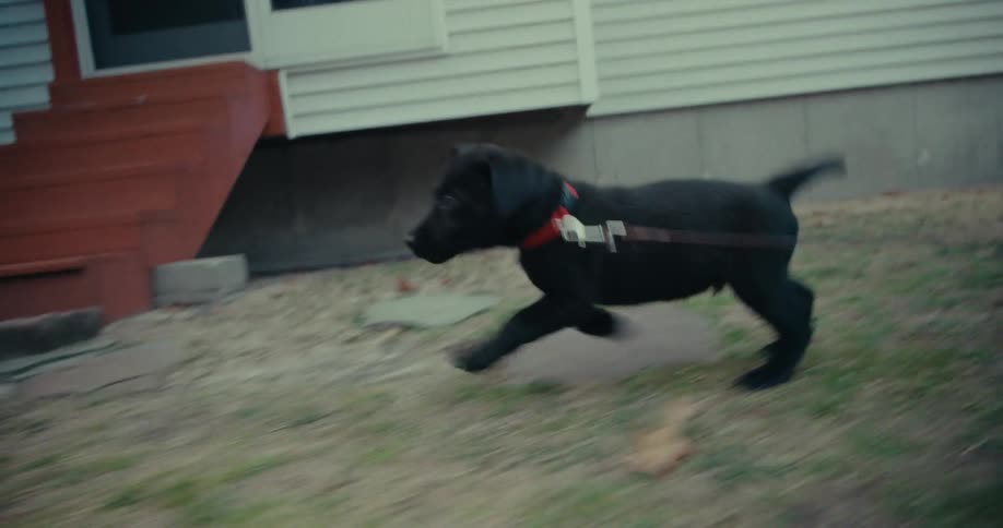 A puppy on a leash runs across a yard