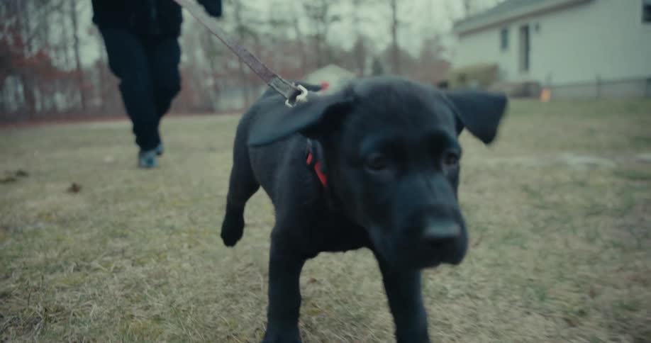 A person is jogging with their dog on a leash