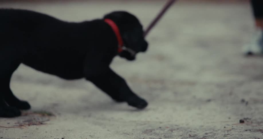 A dog chews on its leash as it goes on a walk