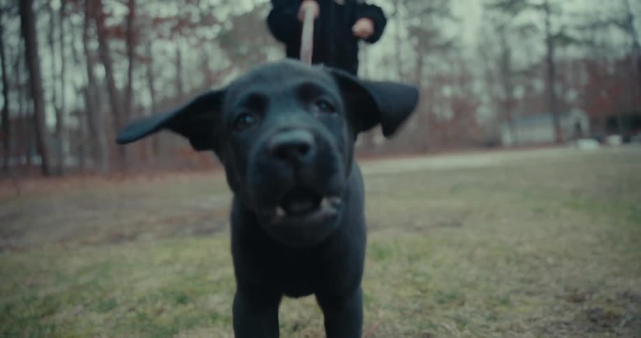 A person is walking a dog across grassland