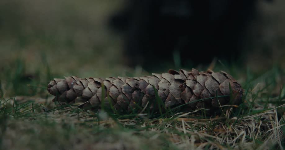 Dog is sniffing a pine cone while playing in the grass