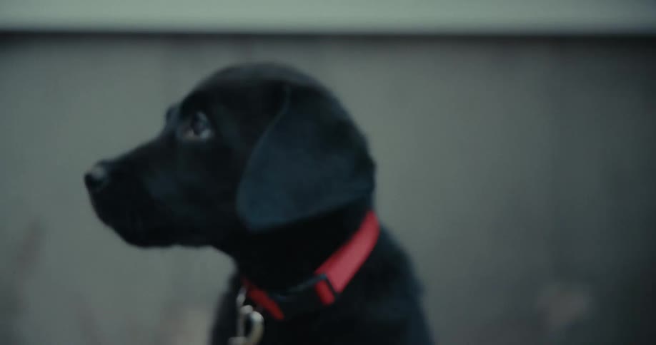 A woman pets a happy dog outdoors