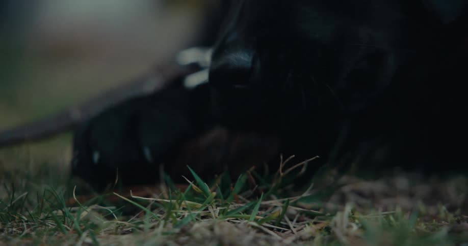 Blackcoated dog lying on the floor eating a treat