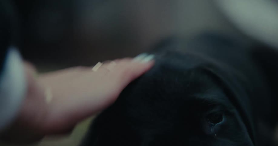A womans hand stroking the head of a black puppy