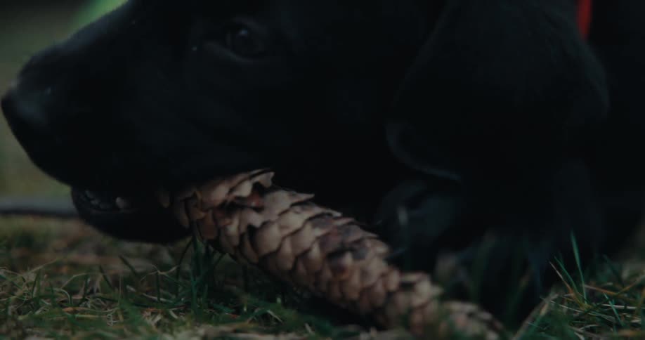 A close up clip of a black dog playing