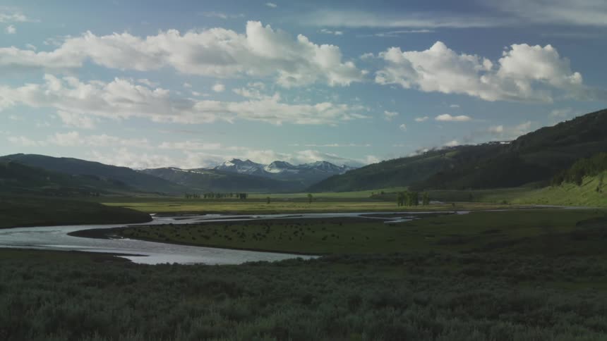 A river valley with a large herd of bison grazing