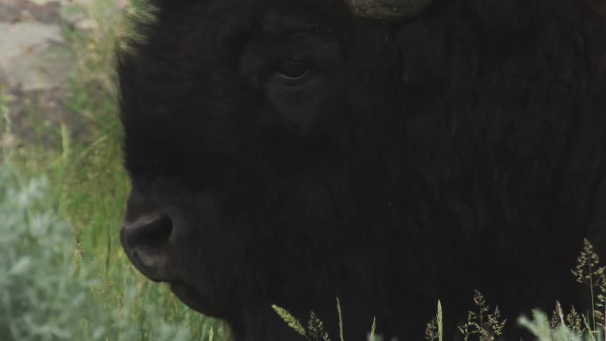 Buffalo chewing grass