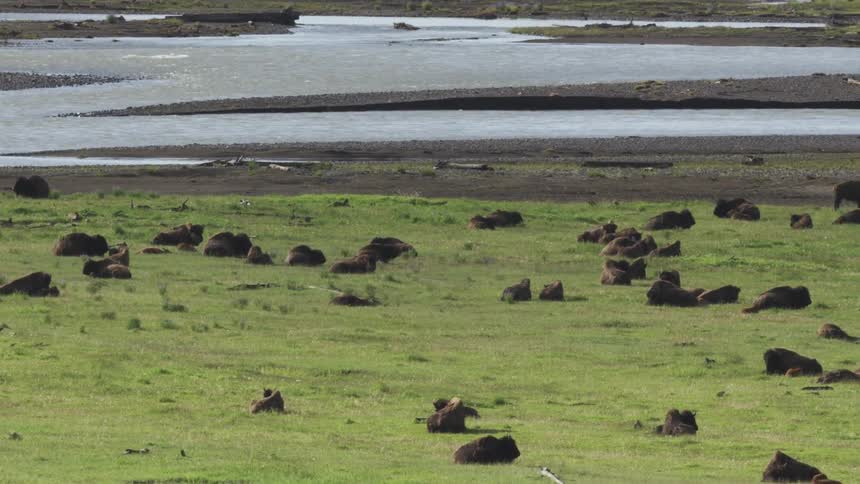 Bison laying down on the grass on the banks of a river
