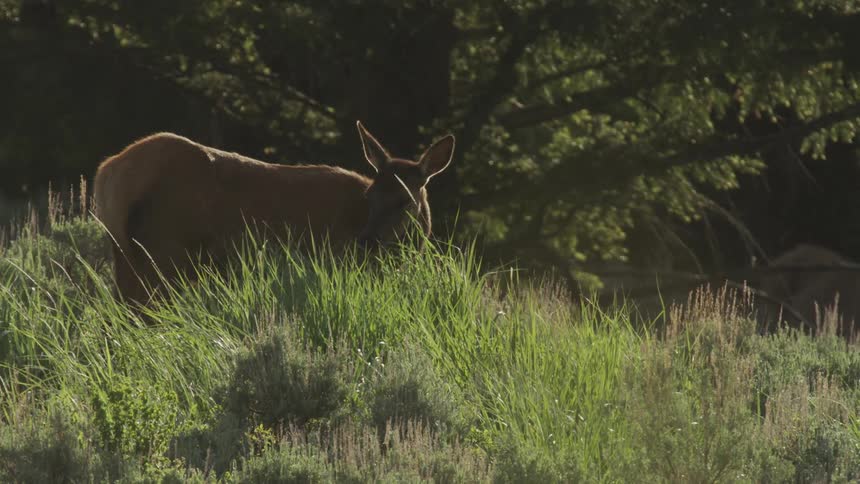 An elk grazing in a forest clearing in the evening light