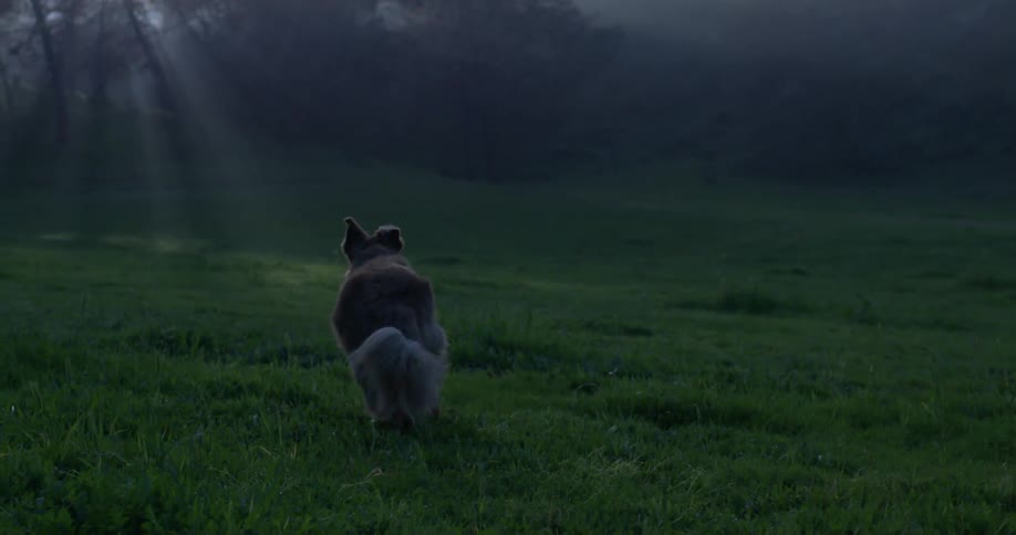 A dog running in the grass