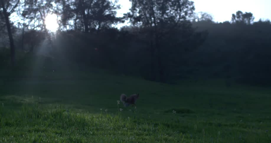 A dog running in the grass