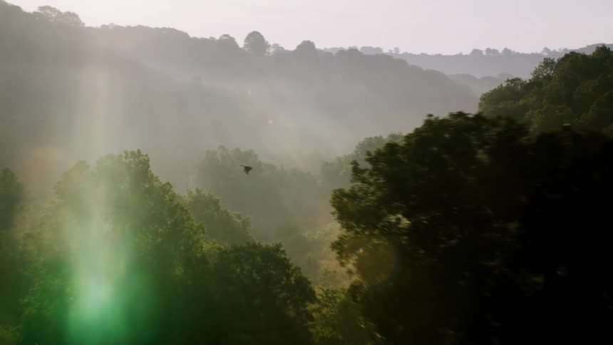 Wading bird flies through sky above foggy forested mountainous terrain